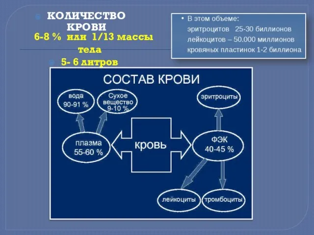 6-8 % или 1/13 массы тела 5- 6 литров КОЛИЧЕСТВО КРОВИ