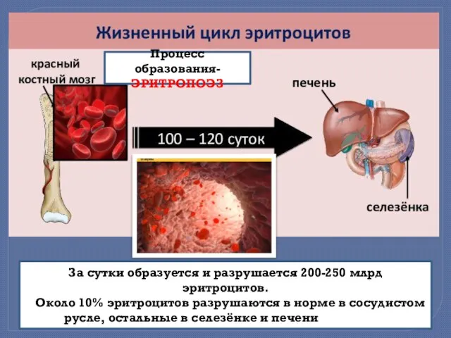 За сутки образуется и разрушается 200-250 млрд эритроцитов. . Около 10%