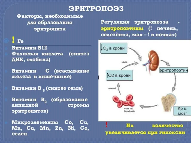 ЭРИТРОПОЭЗ Факторы, необходимые для образования эритроцита Регуляция эритропоэза - эритропоэтины (!