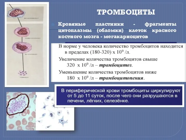 ТРОМБОЦИТЫ Кровяные пластинки - фрагменты цитоплазмы (обломки) клеток красного костного мозга - мегакариоцитов