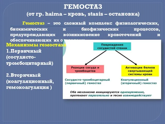 ГЕМОСТАЗ (от гр. haima – кровь, stasis – остановка) Гемостаз –