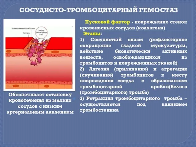 СОСУДИСТО-ТРОМБОЦИТАРНЫЙ ГЕМОСТАЗ Пусковой фактор - повреждение стенок кровеносных сосудов (коллагена) Этапы: