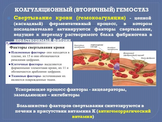 КОАГУЛЯЦИОННЫЙ (ВТОРИЧНЫЙ) ГЕМОСТАЗ Свертывание крови (гемокоагуляция) - цепной (каскадный) ферментативный процесс,