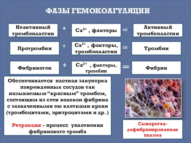 ФАЗЫ ГЕМОКОАГУЛЯЦИИ ═ ═ ═ Неактивный тромбопластин Са2+ , факторы Активный