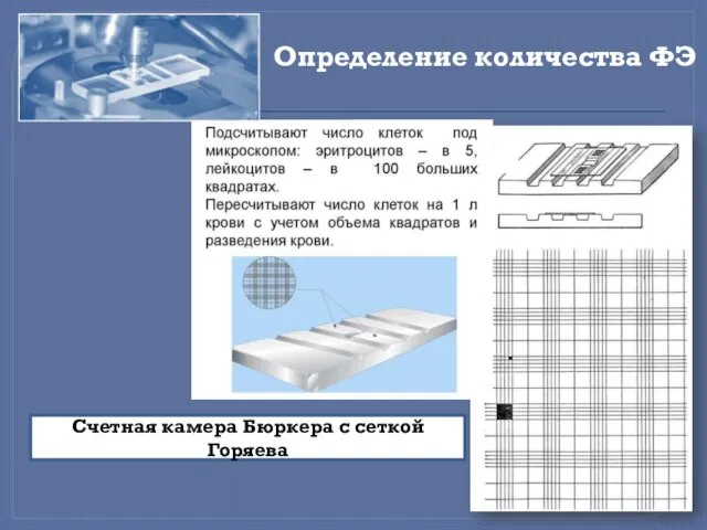 Определение количества ФЭ Счетная камера Бюркера с сеткой Горяева