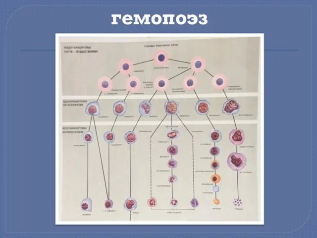 гемопоэз