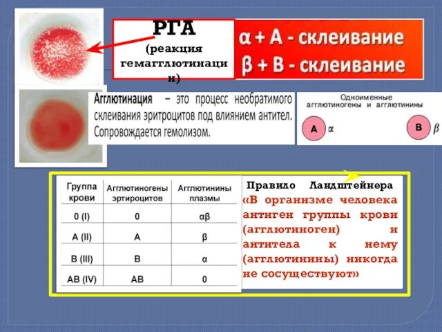 РГА (реакция гемагглютинации) Правило Ландштейнера «В организме человека антиген группы крови