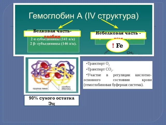 Белковая часть- глобин Небелковая часть -гем ! Fe 90% сухого остатка Эц