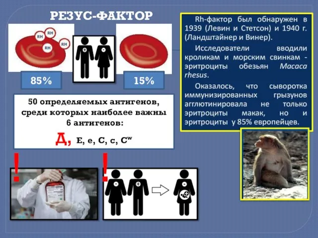 РЕЗУС-ФАКТОР ! ! 85% 15% 50 определяемых антигенов, среди которых наиболее