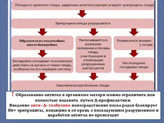 Образуется из гемоглобина много билирубина ! Образование антител в организме матери