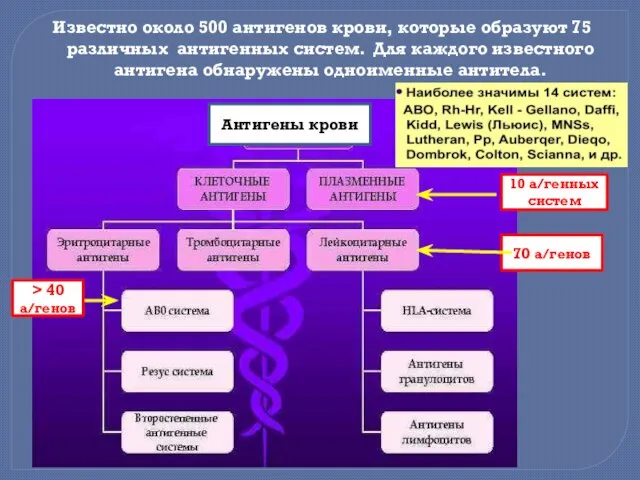 Известно около 500 антигенов крови, которые образуют 75 различных антигенных систем.