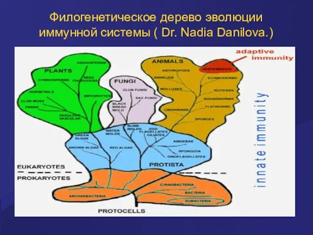 Филогенетическое дерево эволюции иммунной системы ( Dr. Nadia Danilova.)