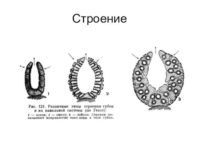 Строение