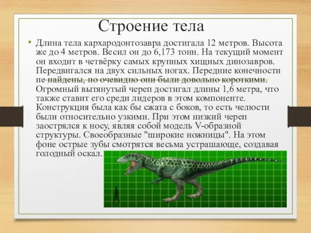 Строение тела Длина тела кархародонтозавра достигала 12 метров. Высота же до