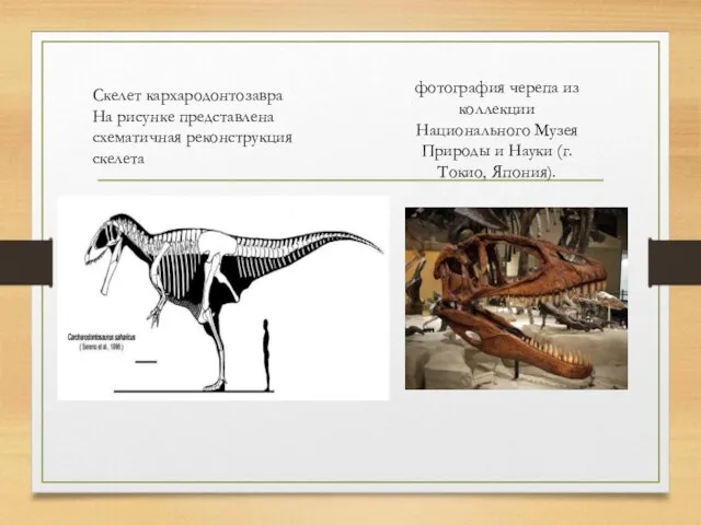Скелет кархародонтозавра На рисунке представлена схематичная реконструкция скелета фотография черепа из