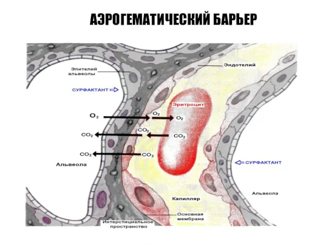 АЭРОГЕМАТИЧЕСКИЙ БАРЬЕР