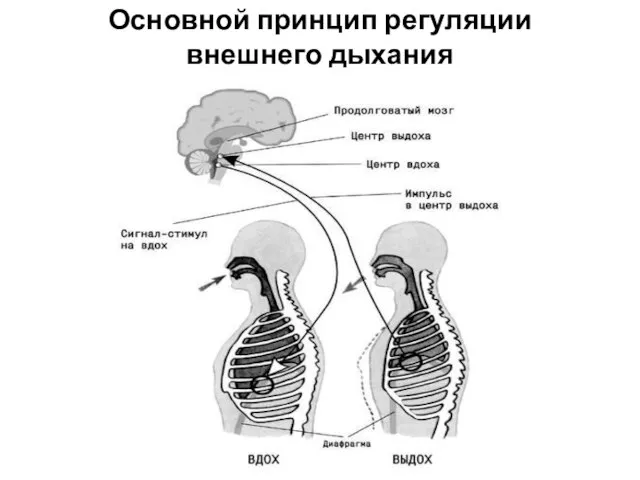 Основной принцип регуляции внешнего дыхания