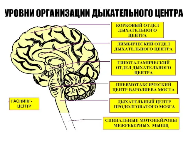 УРОВНИ ОРГАНИЗАЦИИ ДЫХАТЕЛЬНОГО ЦЕНТРА ГАСПИНГ- ЦЕНТР