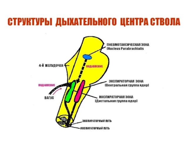 СТРУКТУРЫ ДЫХАТЕЛЬНОГО ЦЕНТРА СТВОЛА