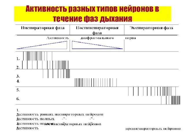 Активность разных типов нейронов в течение фаз дыхания