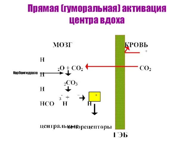 Прямая (гуморальная) активация центра вдоха Карбангидраза