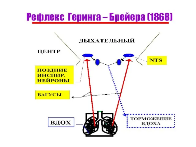 Рефлекс Геринга – Брейера (1868)