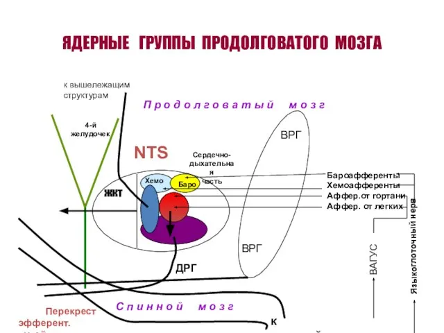 ЯДЕРНЫЕ ГРУППЫ ПРОДОЛГОВАТОГО МОЗГА ВРГ ДРГ жкт NTS 4-й желудочек Баро