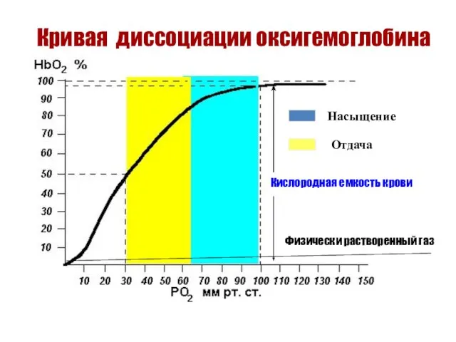 Кривая диссоциации оксигемоглобина Насыщение Отдача Кислородная емкость крови Физически растворенный газ