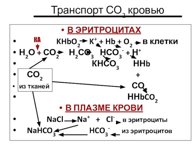 Транспорт СО2 кровью В ЭРИТРОЦИТАХ KHbO2 K+ + Hb + O2