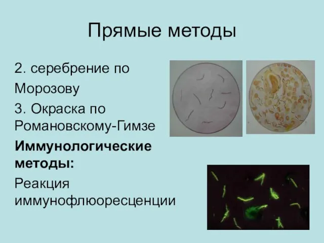 Прямые методы 2. серебрение по Морозову 3. Окраска по Романовскому-Гимзе Иммунологические методы: Реакция иммунофлюоресценции