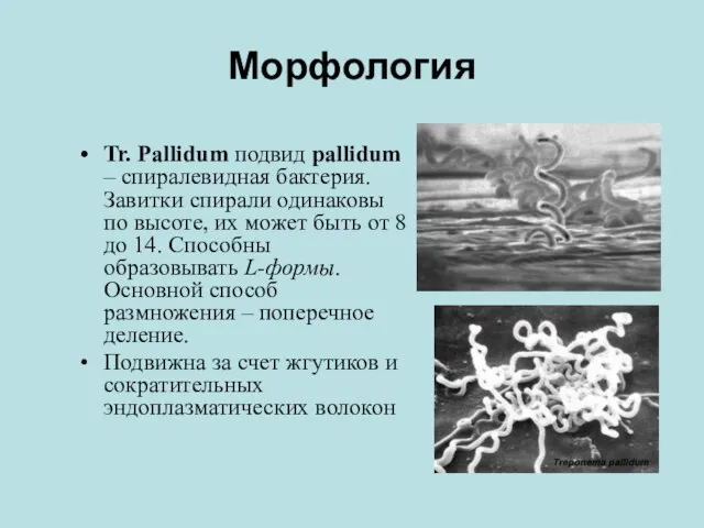 Морфология Tr. Pallidum подвид pallidum – спиралевидная бактерия. Завитки спирали одинаковы