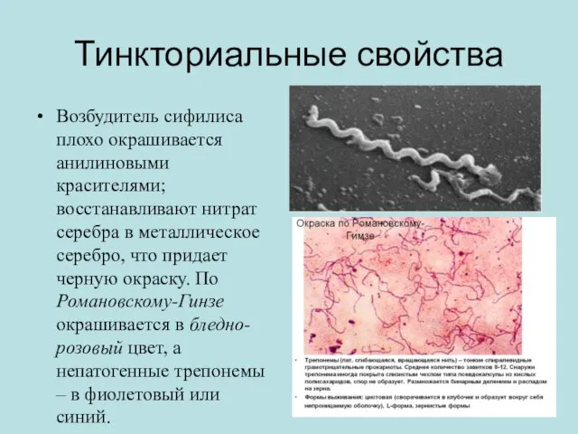 Тинкториальные свойства Возбудитель сифилиса плохо окрашивается анилиновыми красителями; восстанавливают нитрат серебра