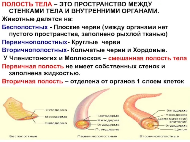 ПОЛОСТЬ ТЕЛА – ЭТО ПРОСТРАНСТВО МЕЖДУ СТЕНКАМИ ТЕЛА И ВНУТРЕННИМИ ОРГАНАМИ.