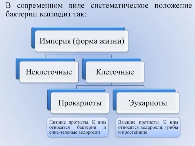 В современном виде систематическое положение бактерии выглядит так: