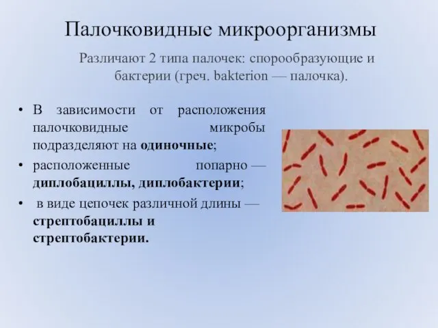 Палочковидные микроорганизмы В зависимости от расположения палочковидные микробы подразделяют на одиночные;