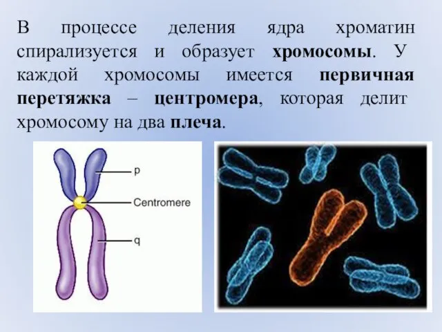 В процессе деления ядра хроматин спирализуется и образует хромосомы. У каждой