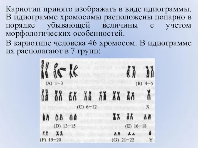 Кариотип принято изображать в виде идиограммы. В идиограмме хромосомы расположены попарно