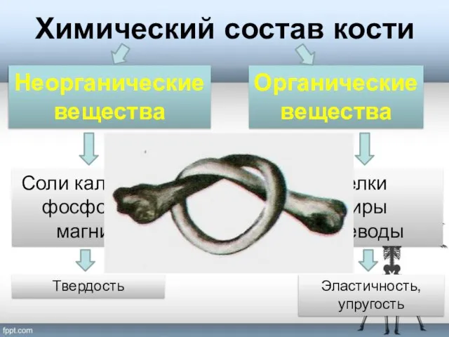 Химический состав кости Неорганические вещества Органические вещества Соли кальция, фосфора, магния