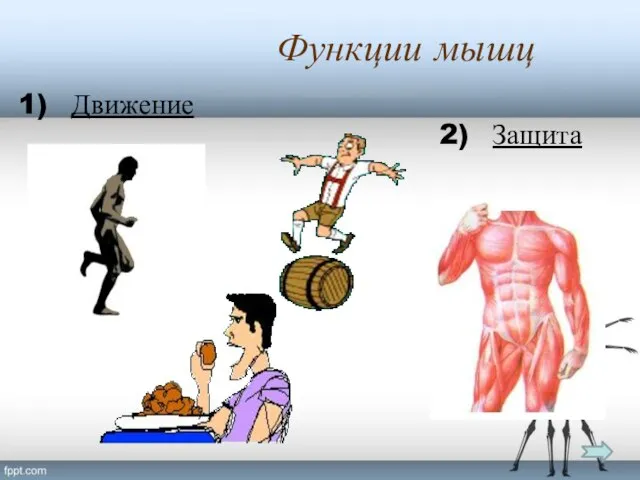 Функции мышц Движение Защита