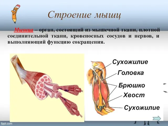 Строение мышц Мышца – орган, состоящий из мышечной ткани, плотной соединительной