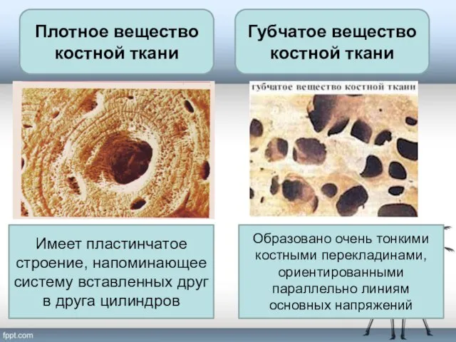 Плотное вещество костной ткани Губчатое вещество костной ткани Имеет пластинчатое строение,