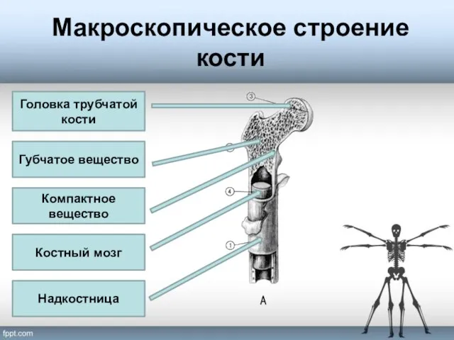 Макроскопическое строение кости Головка трубчатой кости Губчатое вещество Компактное вещество Надкостница Костный мозг