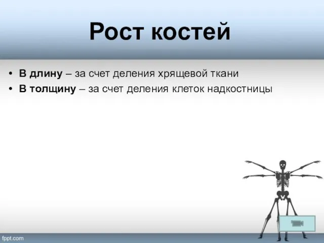 Рост костей В длину – за счет деления хрящевой ткани В