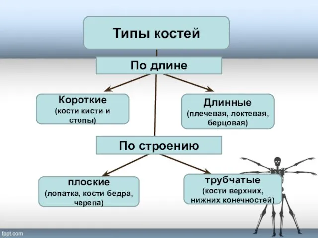 Короткие (кости кисти и стопы) Длинные (плечевая, локтевая, берцовая) плоские (лопатка,