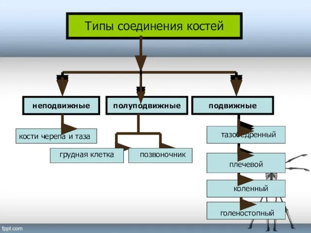 Типы соединения костей неподвижные полуподвижные подвижные грудная клетка позвоночник тазобедренный коленный