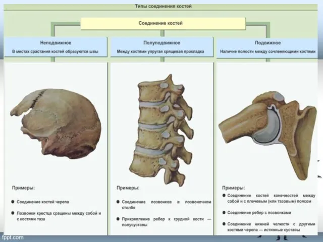 Типы соединения костей