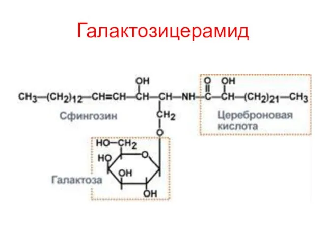 Галактозицерамид