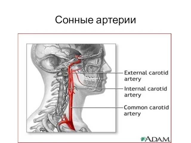 Сонные артерии