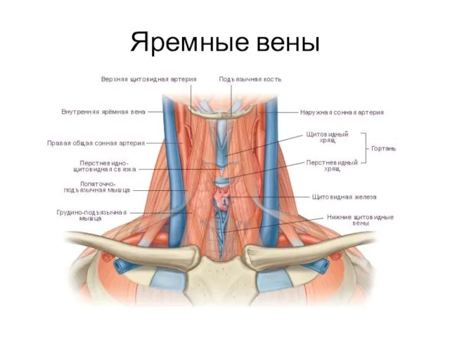 Яремные вены