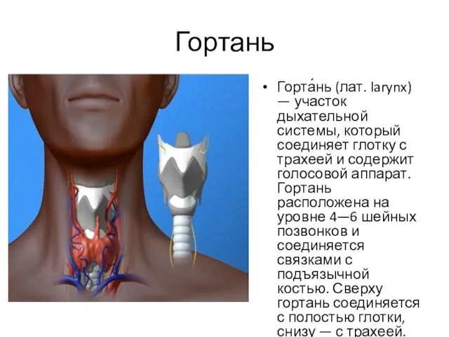 Гортань Горта́нь (лат. larynx) — участок дыхательной системы, который соединяет глотку